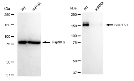 KD-Validated SUPT5H Recombinant Rabbit Monoclonal Antibody