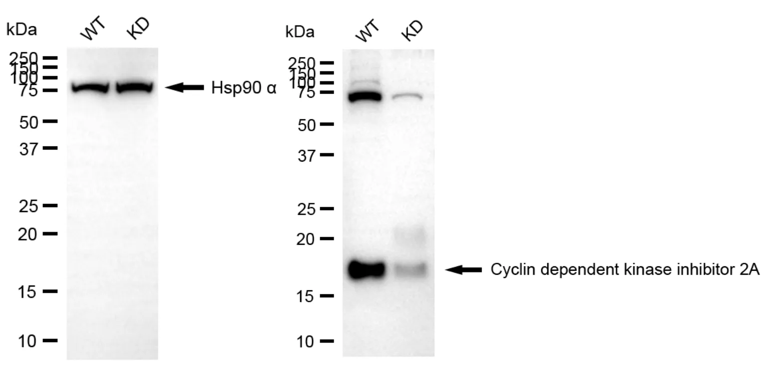 KD-Validated Cyclin Dependent Kinase Inhibitor 2A Recombinant Rabbit Monoclonal Antibody