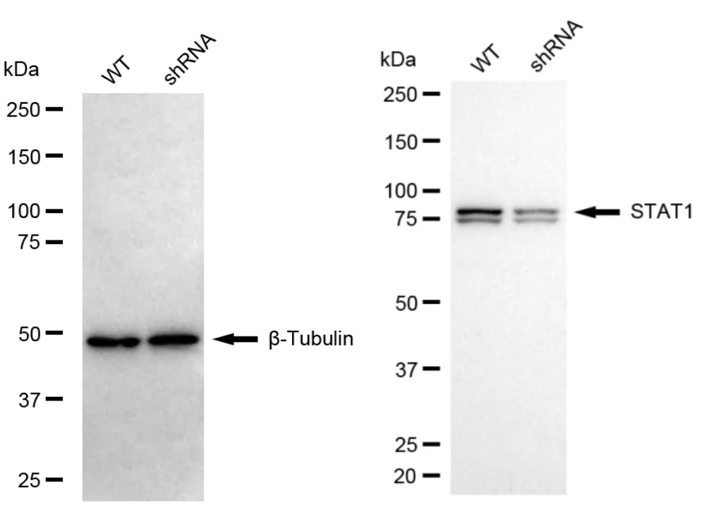 KD-Validated STAT1 Recombinant Rabbit Monoclonal Antibody