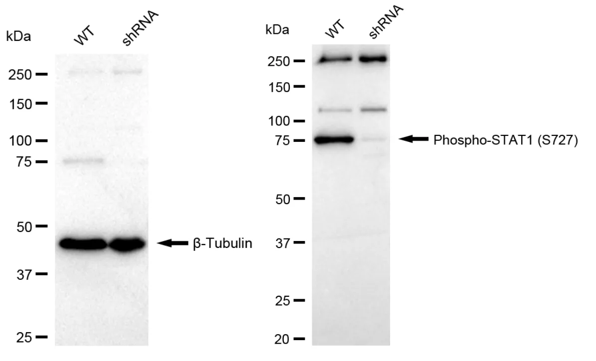 KD-Validated Phospho-STAT1 (S727) Recombinant Rabbit Monoclonal Antibody