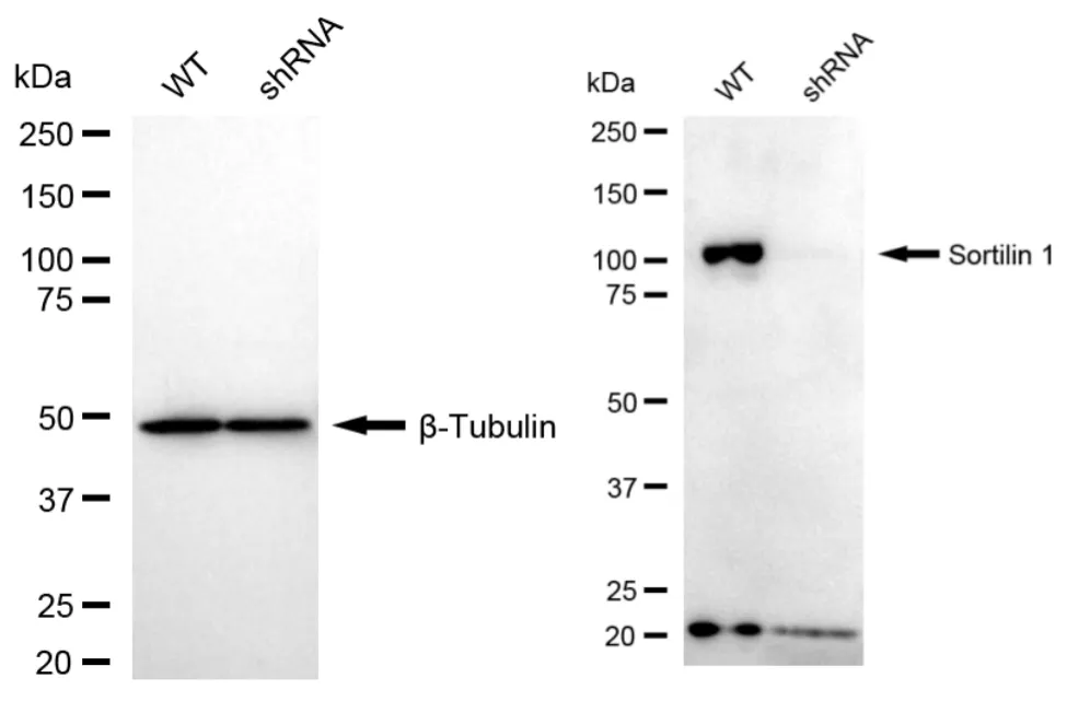 KD-Validated Sortilin 1 Recombinant Rabbit Monoclonal Antibody