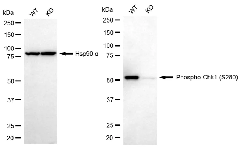 KD-Validated Phospho-Chk1 (S280) Recombinant Rabbit Monoclonal Antibody