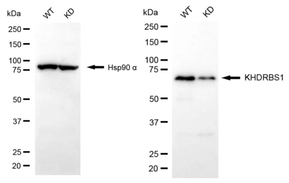 KD-Validated KHDRBS1 Recombinant Rabbit Monoclonal Antibody