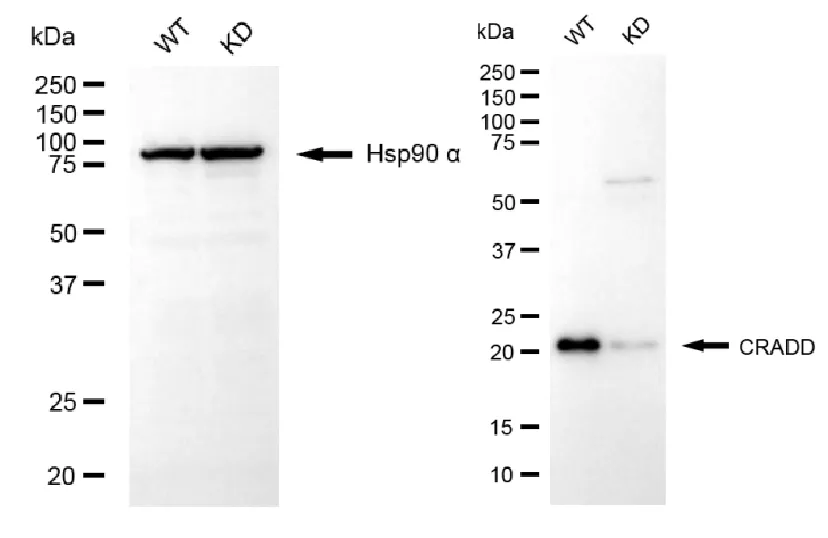 KD-Validated CRADD Recombinant Rabbit Monoclonal Antibody