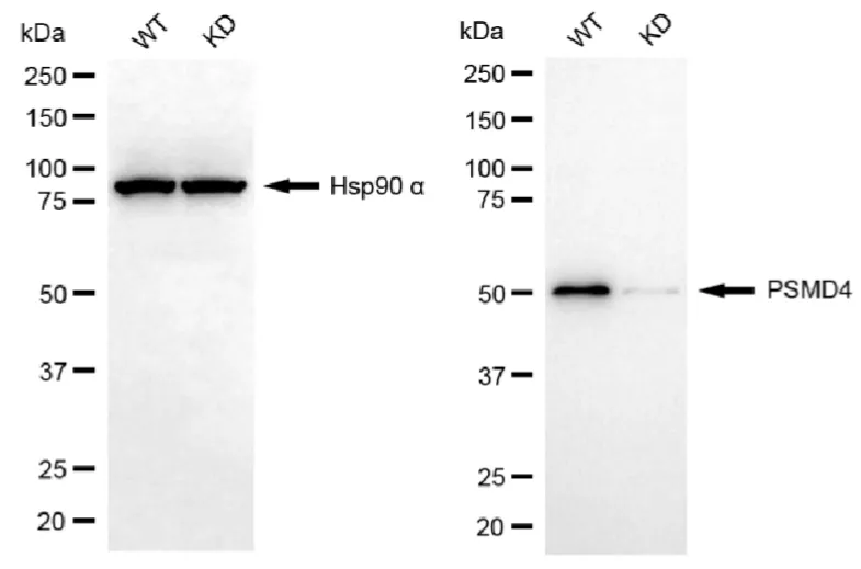 KD-Validated PSMD4 Recombinant Rabbit Monoclonal Antibody