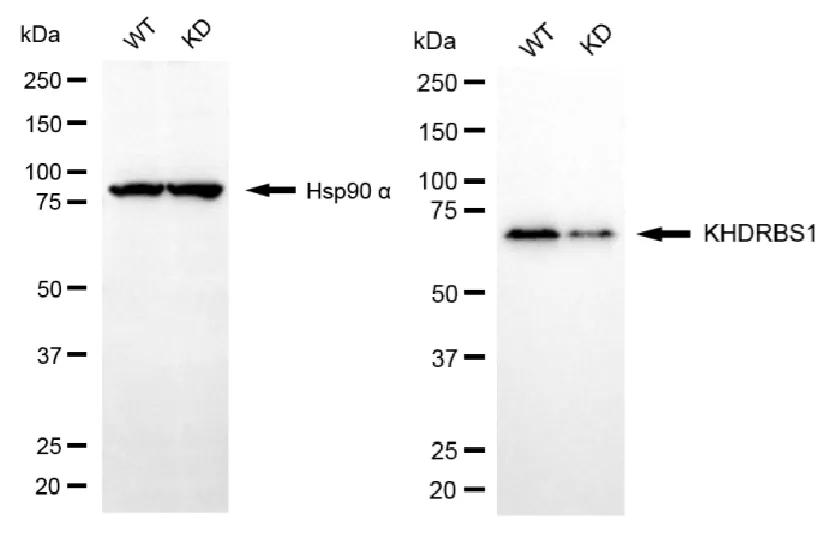 KD-Validated KHDRBS1 Recombinant Rabbit Monoclonal Antibody
