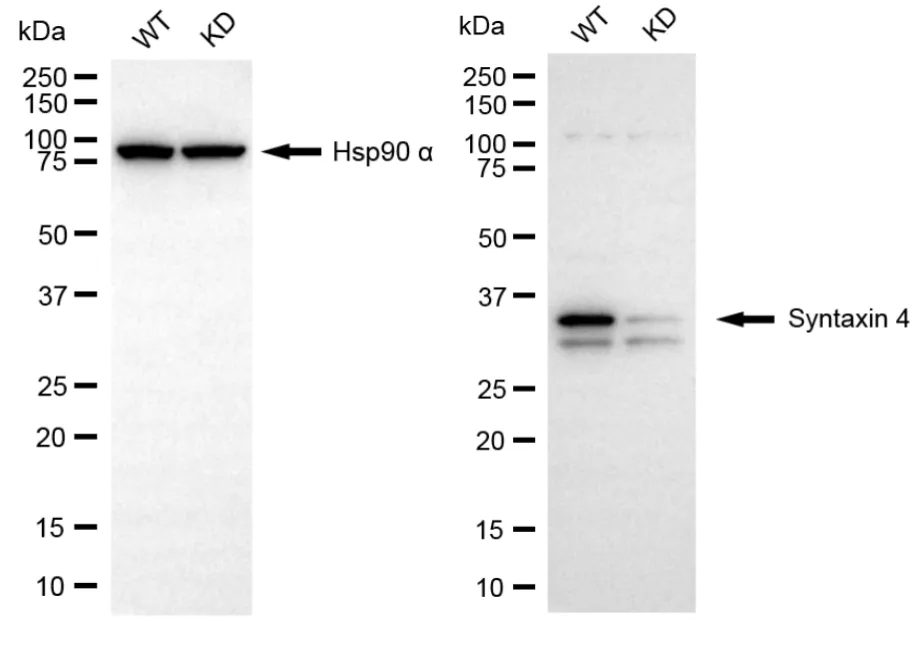 KD-Validated Syntaxin 4 Recombinant Rabbit Monoclonal Antibody