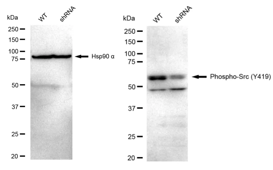 KD-Validated Phospho-Src (Y419) Recombinant Rabbit Monoclonal Antibody