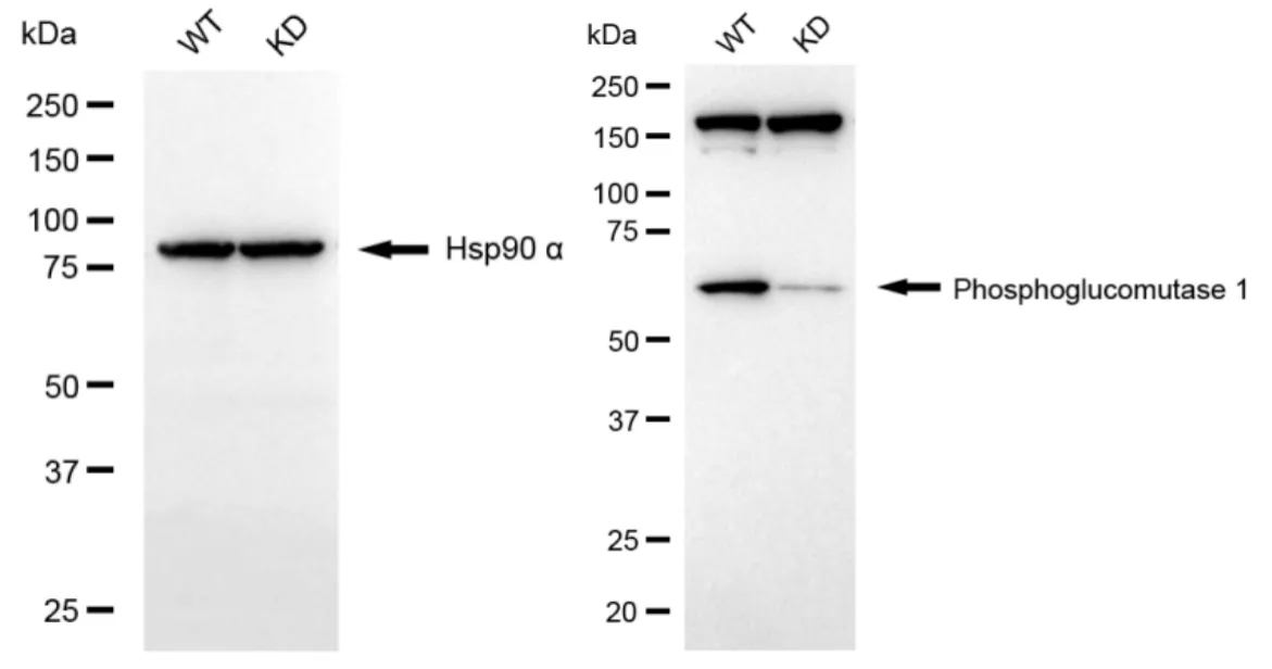 KD-Validated Phosphoglucomutase 1 Recombinant Rabbit Monoclonal Antibody