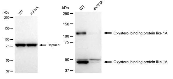 KD-Validated Oxysterol Binding Protein Like 1A Recombinant Rabbit Monoclonal Antibody