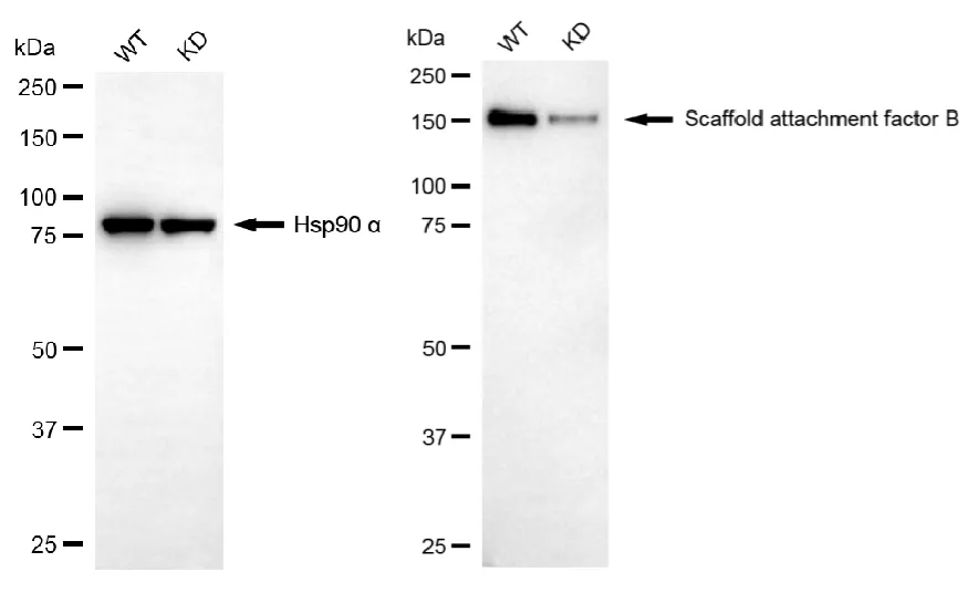KD-Validated Scaffold Attachment Factor B Recombinant Rabbit Monoclonal Antibody