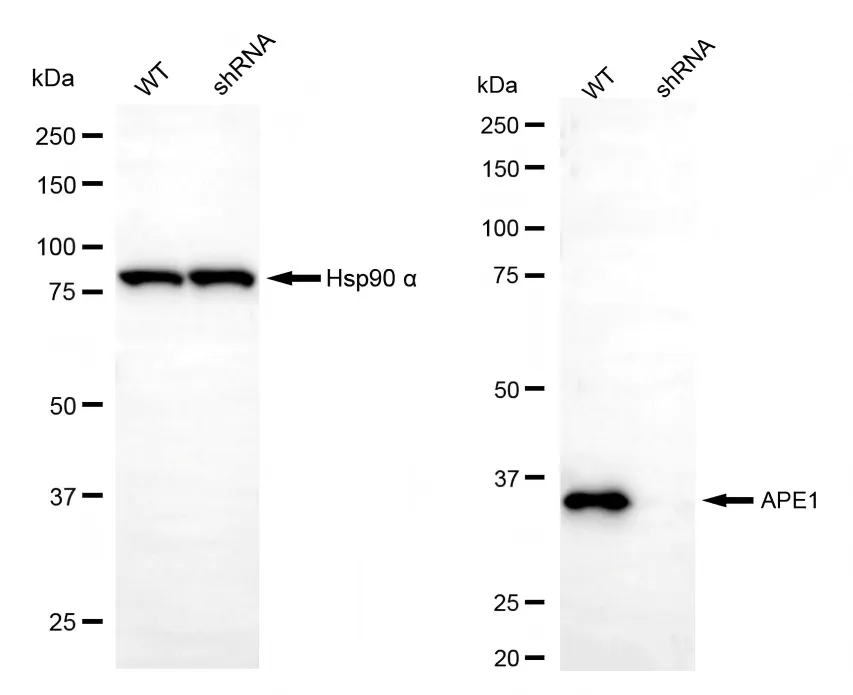 KD-Validated APE1 Recombinant Rabbit Monoclonal Antibody