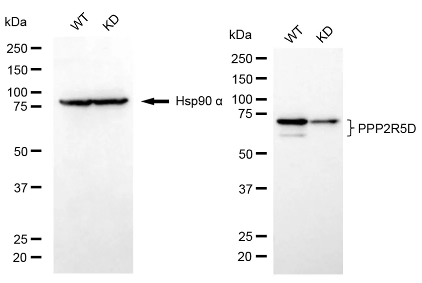 KD-Validated PPP2R5D Recombinant Rabbit Monoclonal Antibody