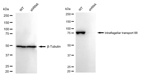 KD-Validated Intraflagellar Transport 88 Recombinant Rabbit Monoclonal Antibody