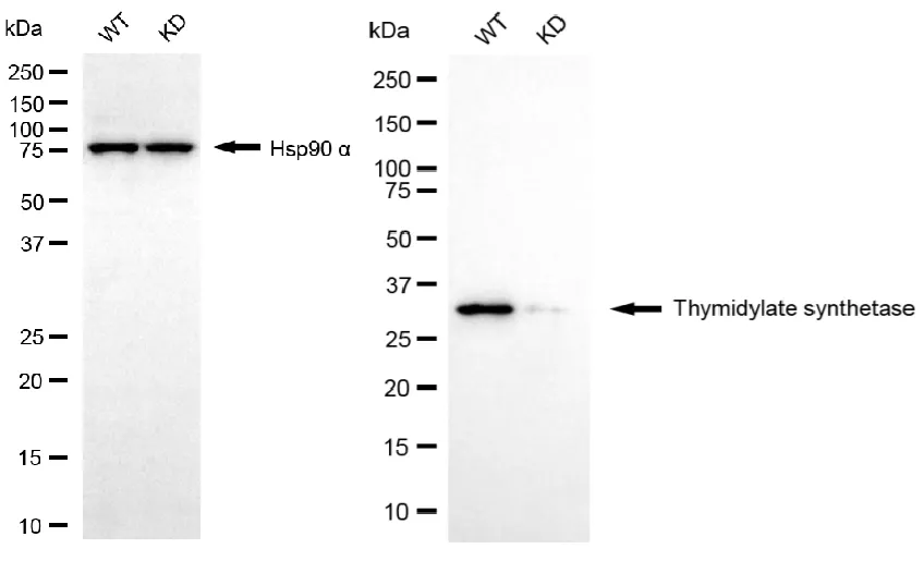 KD-Validated Thymidylate Synthase Recombinant Rabbit Monoclonal Antibody