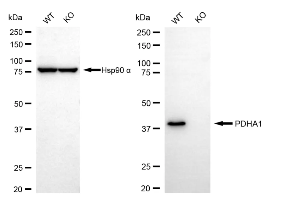 KD-Validated PDHA1 Recombinant Rabbit Monoclonal Antibody