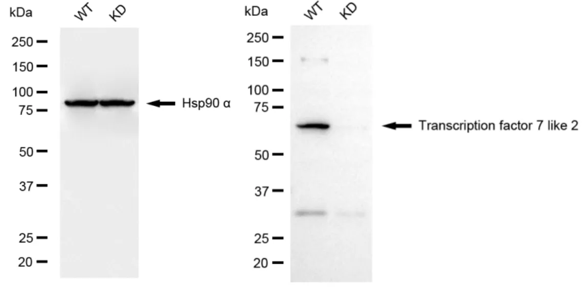 KD-Validated Transcription Factor 7 Like 2 Recombinant Rabbit Monoclonal Antibody