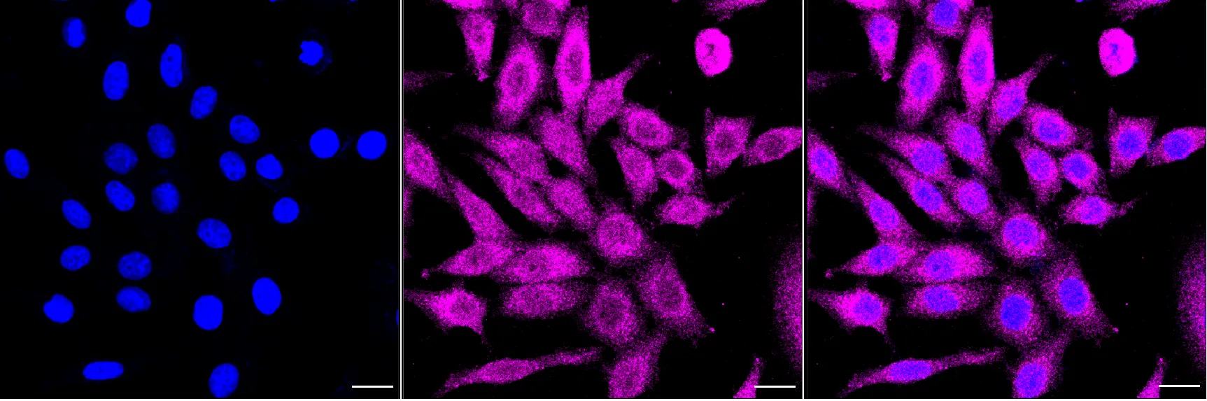 Immunocytochemistry(ICC) - KD-Validated VAV2 Recombinant Rabbit Monoclonal Antibody KVAb01332