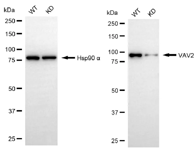 WesternBlot(WB) - KD-Validated VAV2 Recombinant Rabbit Monoclonal Antibody KVAb01332