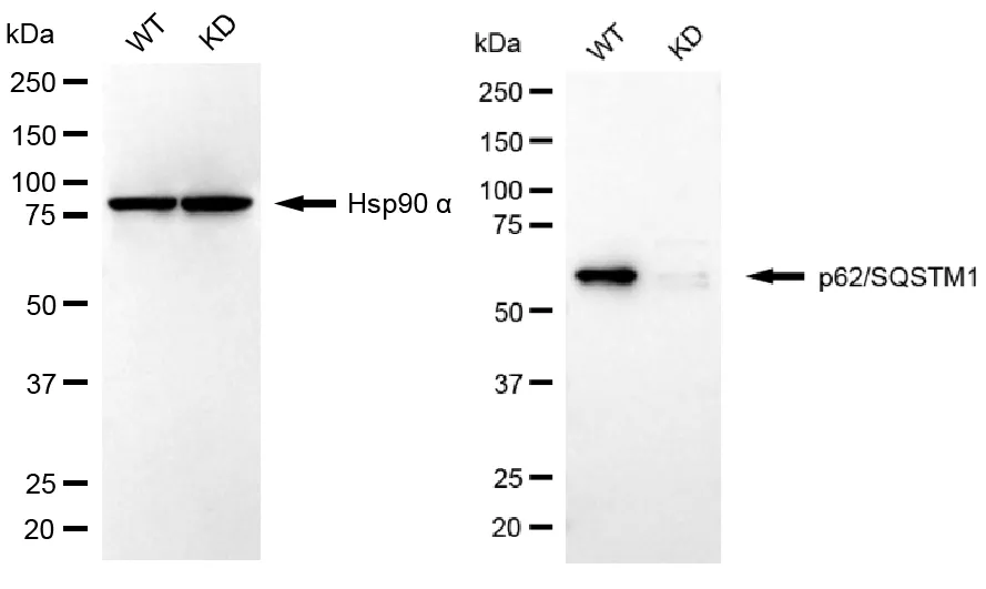KD-Validated Sequestosome 1 Recombinant Rabbit Monoclonal Antibody