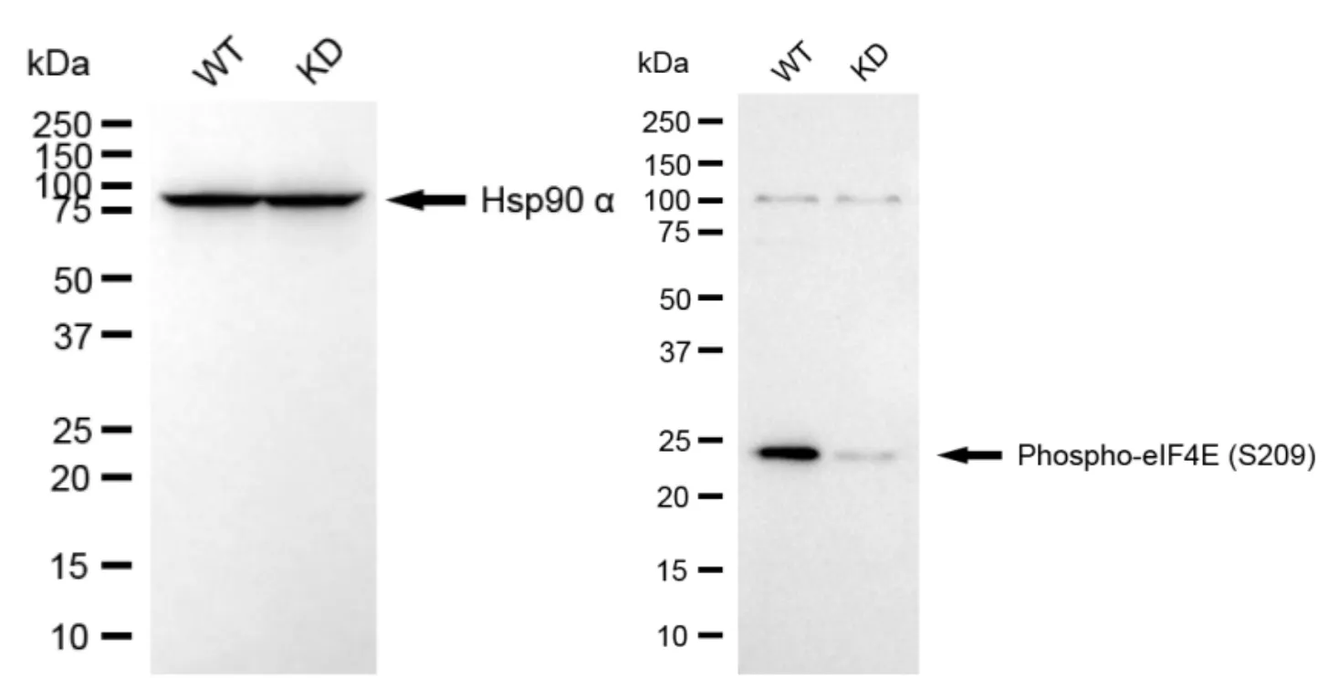KD-Validated Phospho-eIF4E (S209) Recombinant Rabbit Monoclonal Antibody