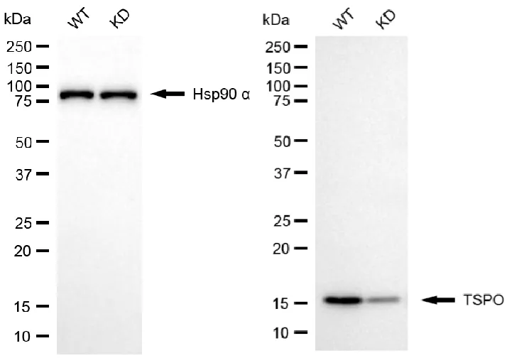 KD-Validated Translocator Protein Recombinant Rabbit Monoclonal Antibody
