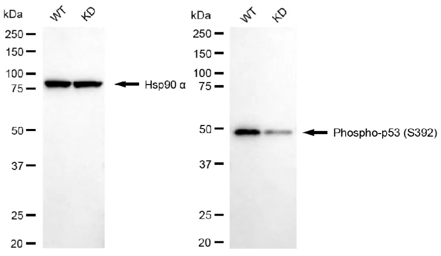 KD-Validated Phospho-p53 (S392) Recombinant Rabbit Monoclonal Antibody