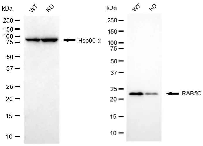 KD-Validated RAB5C Recombinant Rabbit Monoclonal Antibody