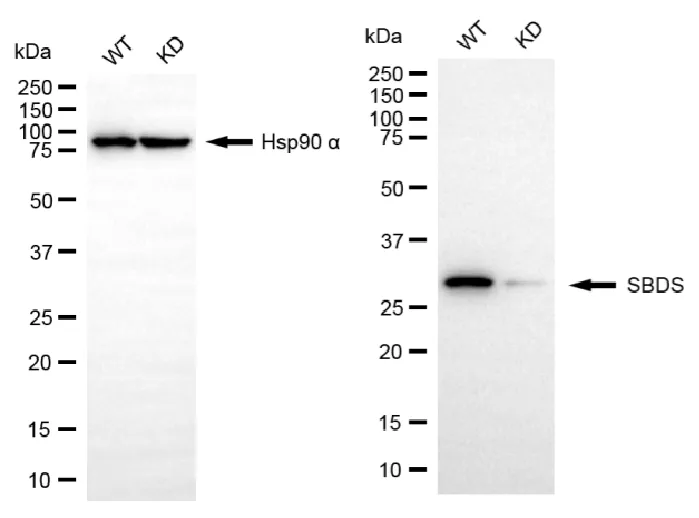 KD-Validated SBDS Ribosome Maturation Factor Recombinant Rabbit Monoclonal Antibody