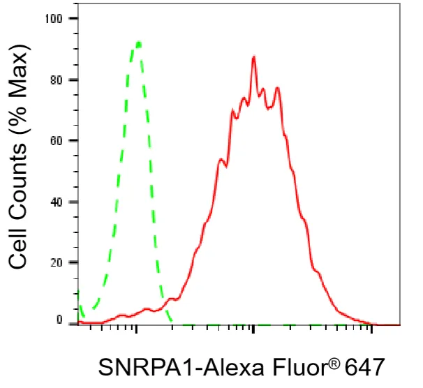 Flow cytometry - KD-Validated SNRPA1 Recombinant Rabbit Monoclonal Antibody - KVAb01344