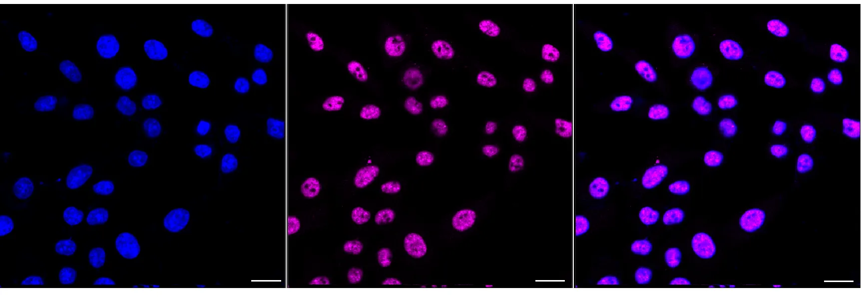 Immunocytochemistry(ICC) - KD-Validated SNRPA1 Recombinant Rabbit Monoclonal Antibody KVAb01344