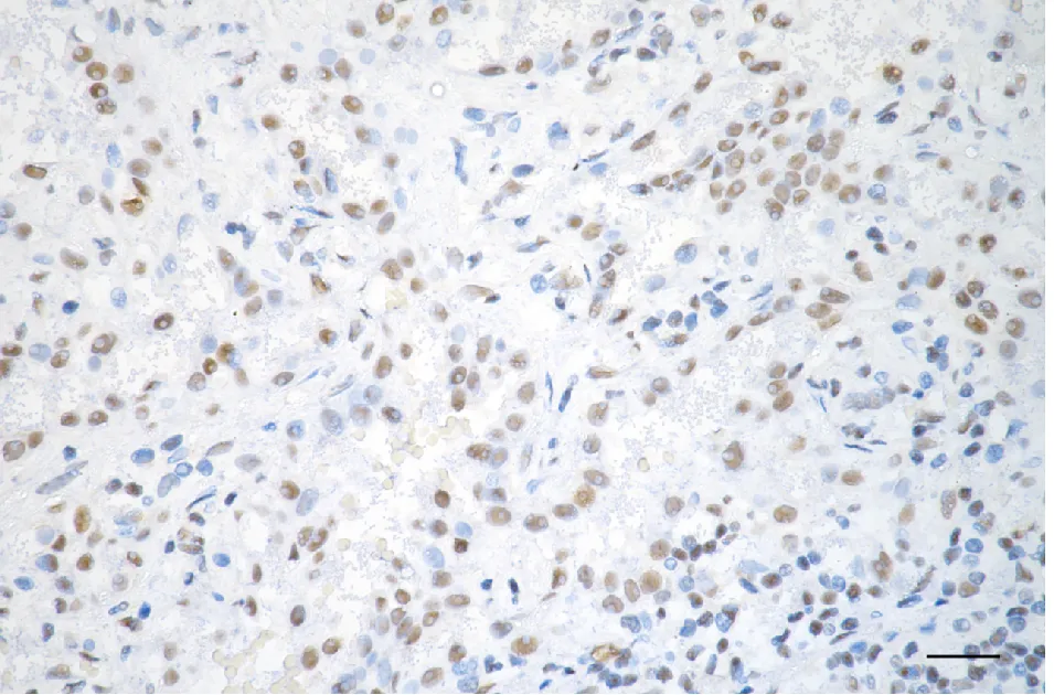 Immunohistochemistry(IHC) - KD-Validated SNRPA1 Recombinant Rabbit Monoclonal Antibody KVAb01344
