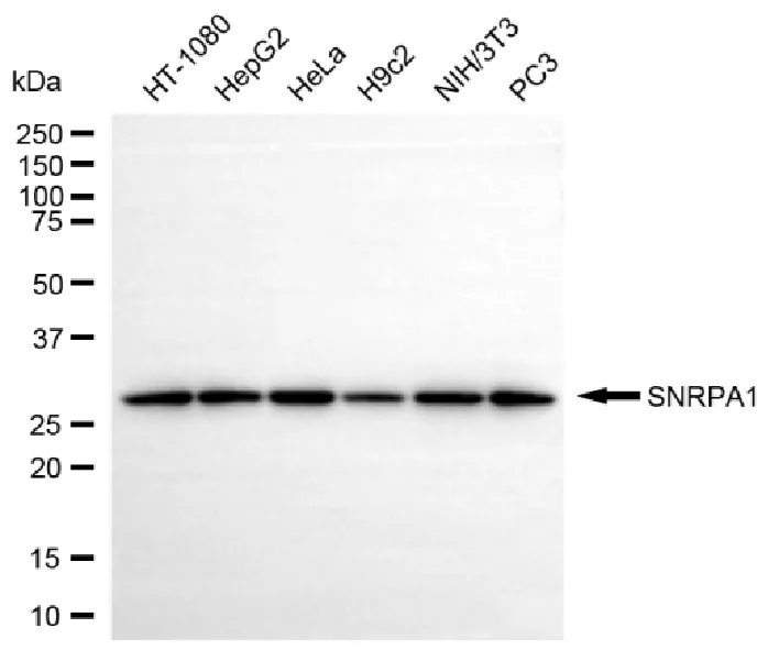 WesternBlot(WB) - KD-Validated SNRPA1 Recombinant Rabbit Monoclonal Antibody KVAb01344