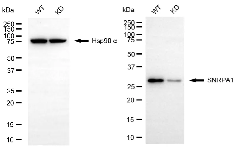 WesternBlot(WB) - KD-Validated SNRPA1 Recombinant Rabbit Monoclonal Antibody KVAb01344