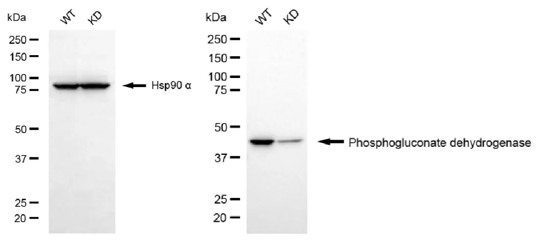 KD-Validated Phosphogluconate Dehydrogenase Recombinant Rabbit Monoclonal Antibody