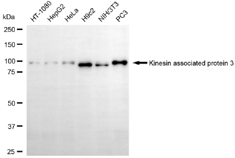 WesternBlot(WB) - KD-Validated Kinesin Associated Protein 3 Recombinant Rabbit Monoclonal Antibody KVAb01346