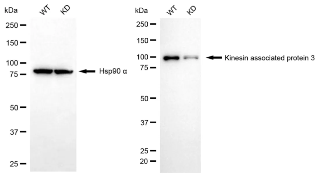 WesternBlot(WB) - KD-Validated Kinesin Associated Protein 3 Recombinant Rabbit Monoclonal Antibody KVAb01346
