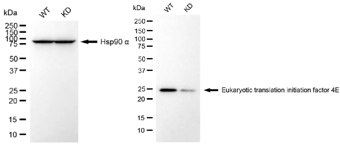 KD-Validated EIF4E Recombinant Rabbit Monoclonal Antibody