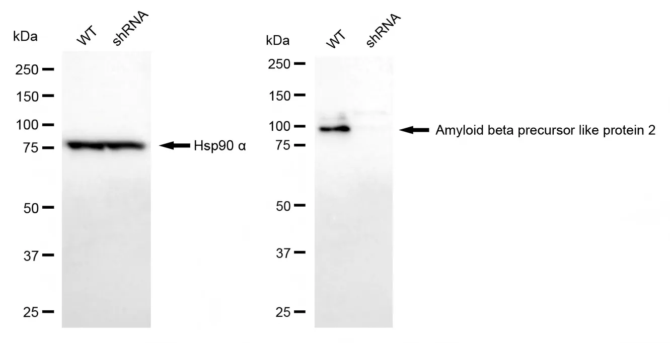 KD-Validated Amyloid Beta Precursor Like Protein 2 Recombinant Rabbit Monoclonal Antibody