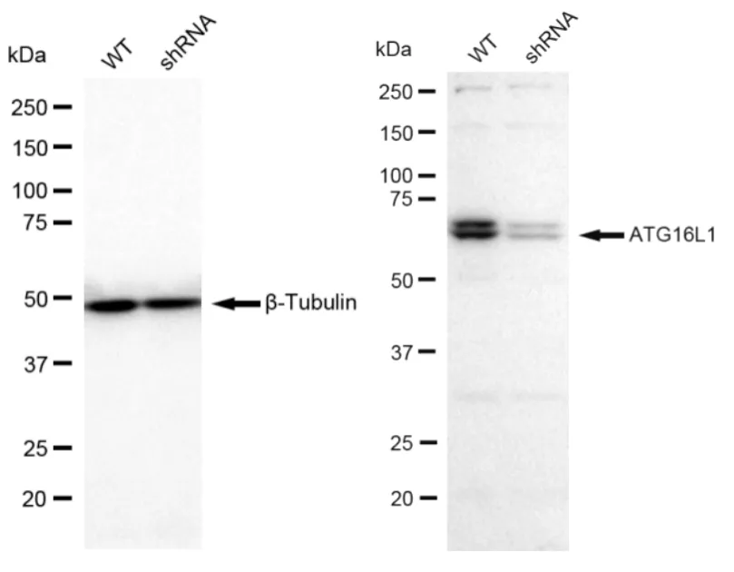 KD-Validated Atg16L1 Recombinant Rabbit Monoclonal Antibody