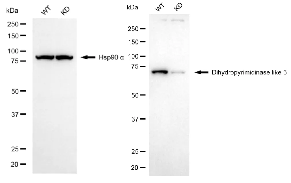 KD-Validated Dihydropyrimidinase Like 3 Recombinant Rabbit Monoclonal Antibody