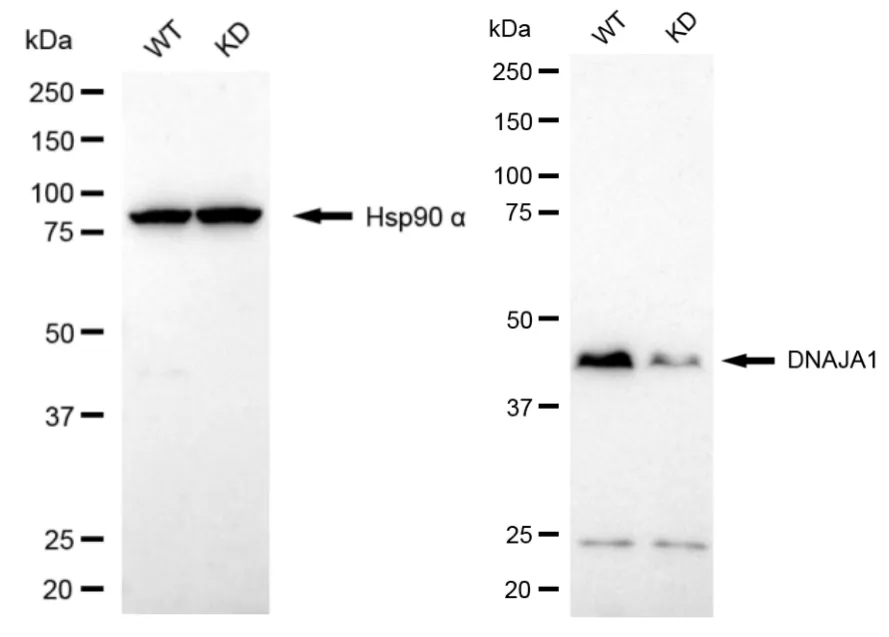 KD-Validated DNAJA1 Recombinant Rabbit Monoclonal Antibody