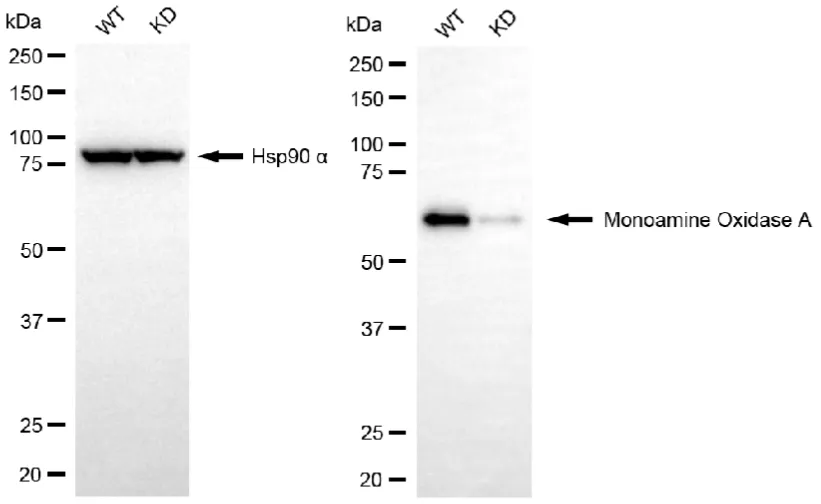 KD-Validated Monoamine Oxidase A Recombinant Rabbit Monoclonal Antibody