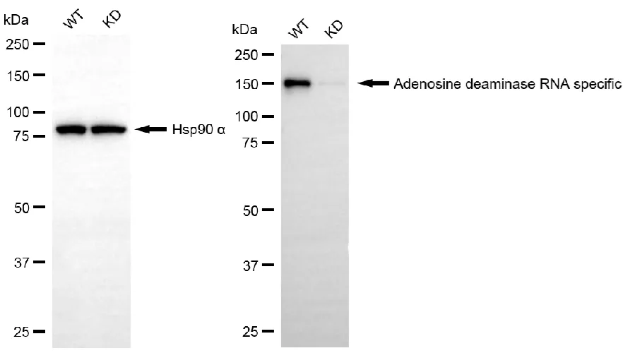 KD-Validated Adenosine Deaminase RNA Specific Recombinant Rabbit Monoclonal Antibody