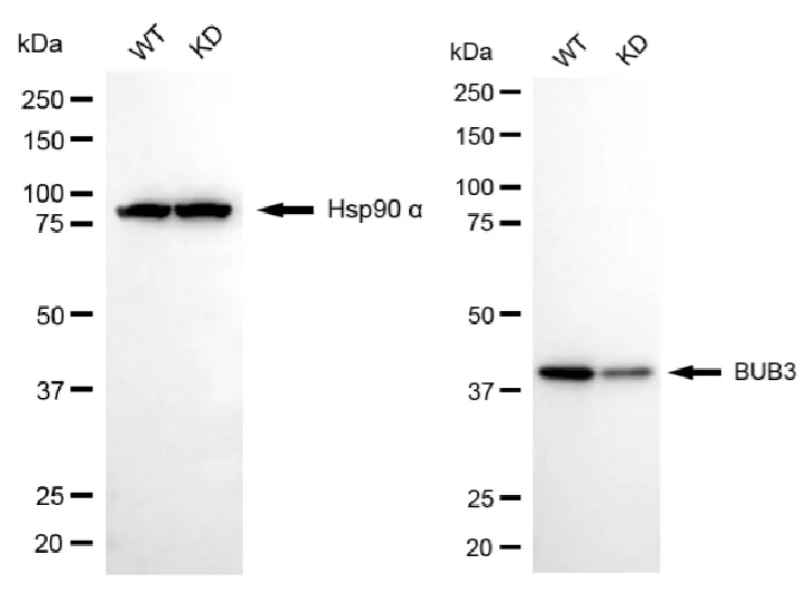 KD-Validated BUB3 Mitotic Checkpoint Protein Recombinant Rabbit Monoclonal Antibody