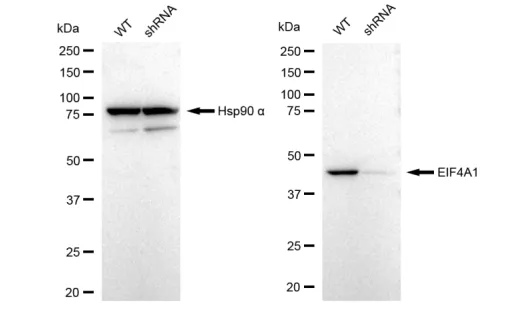 KD-Validated EIF4A1 Recombinant Rabbit Monoclonal Antibody