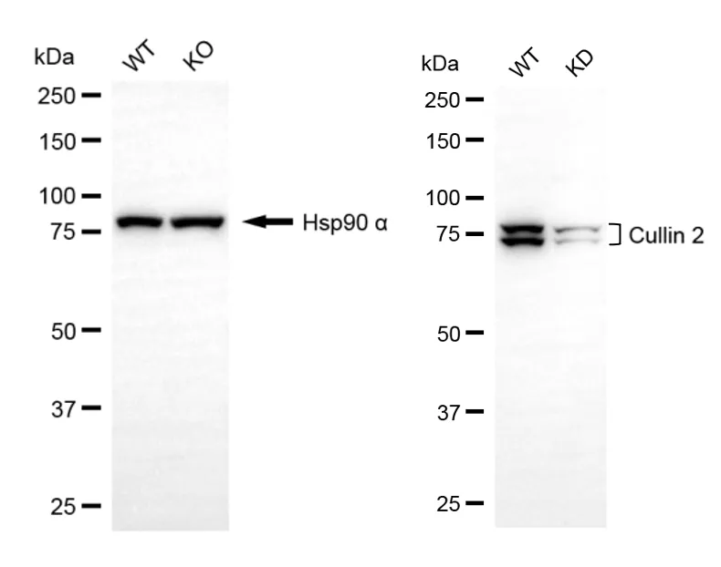 KD-Validated Cullin 2 Recombinant Rabbit Monoclonal Antibody