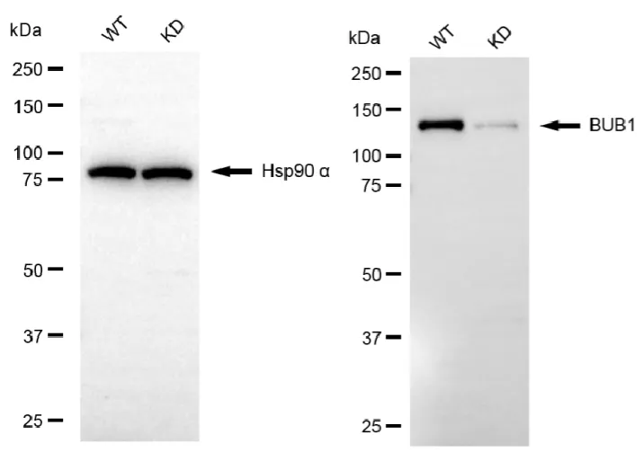 KD-Validated BUB1 Recombinant Rabbit Monoclonal Antibody