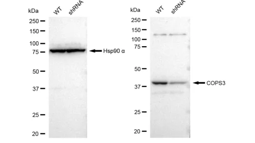 KD-Validated COPS3 Recombinant Rabbit Monoclonal Antibody
