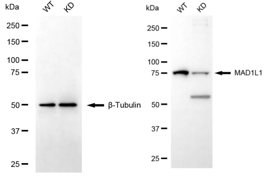 KD-Validated Mitotic Arrest Deficient 1 Like 1 Recombinant Rabbit Monoclonal Antibody